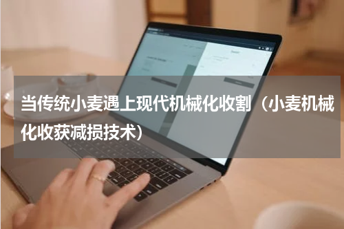 当传统小麦遇上现代机械化收割（小麦机械化收获减损技术）