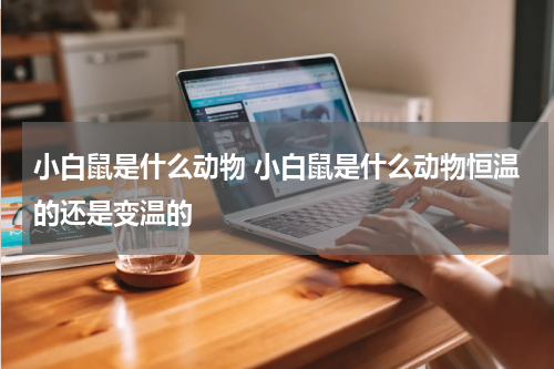 小白鼠是什么动物 小白鼠是什么动物恒温的还是变温的
