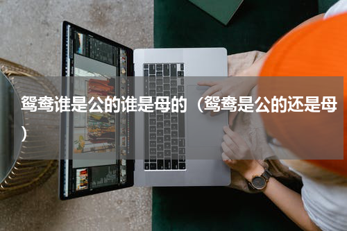 鸳鸯谁是公的谁是母的（鸳鸯是公的还是母）