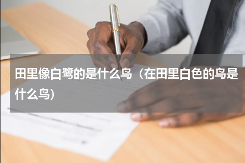 田里像白鹭的是什么鸟（在田里白色的鸟是什么鸟）