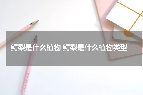 鳄梨是什么植物 鳄梨是什么植物类型