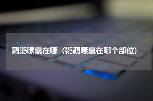 鹦鹉嗉囊在哪（鹦鹉嗉囊在哪个部位）