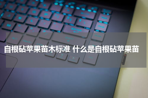 自根砧苹果苗木标准 什么是自根砧苹果苗