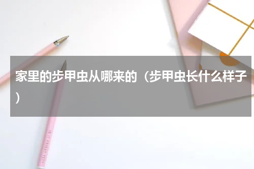 家里的步甲虫从哪来的（步甲虫长什么样子）