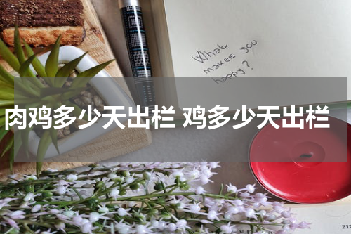 肉鸡多少天出栏 鸡多少天出栏