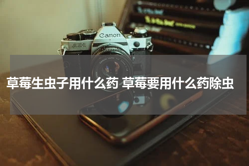 草莓生虫子用什么药 草莓要用什么药除虫