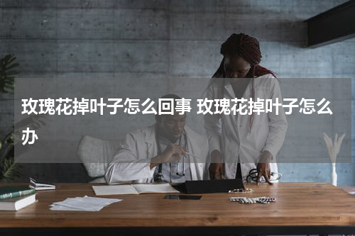玫瑰花掉叶子怎么回事 玫瑰花掉叶子怎么办