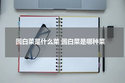 圆白菜是什么菜 圆白菜是哪种菜