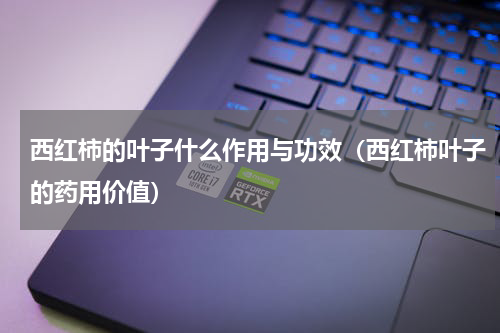 西红柿的叶子什么作用与功效（西红柿叶子的药用价值）