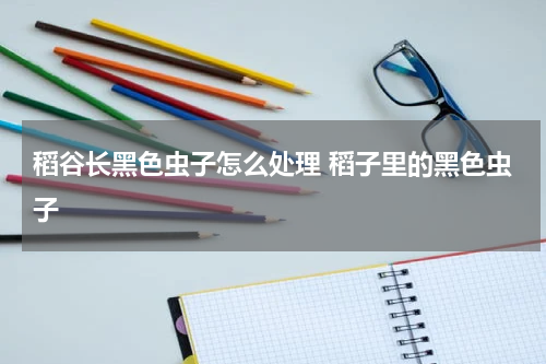 稻谷长黑色虫子怎么处理 稻子里的黑色虫子