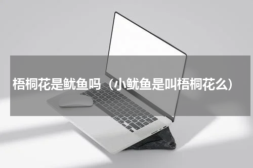 梧桐花是鱿鱼吗（小鱿鱼是叫梧桐花么）