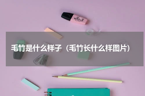 毛竹是什么样子（毛竹长什么样图片）