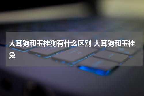 大耳狗和玉桂狗有什么区别 大耳狗和玉桂兔