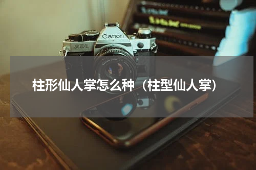 柱形仙人掌怎么种（柱型仙人掌）